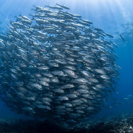 Emoha Dive Resort Santander Zewnętrze zdjęcie