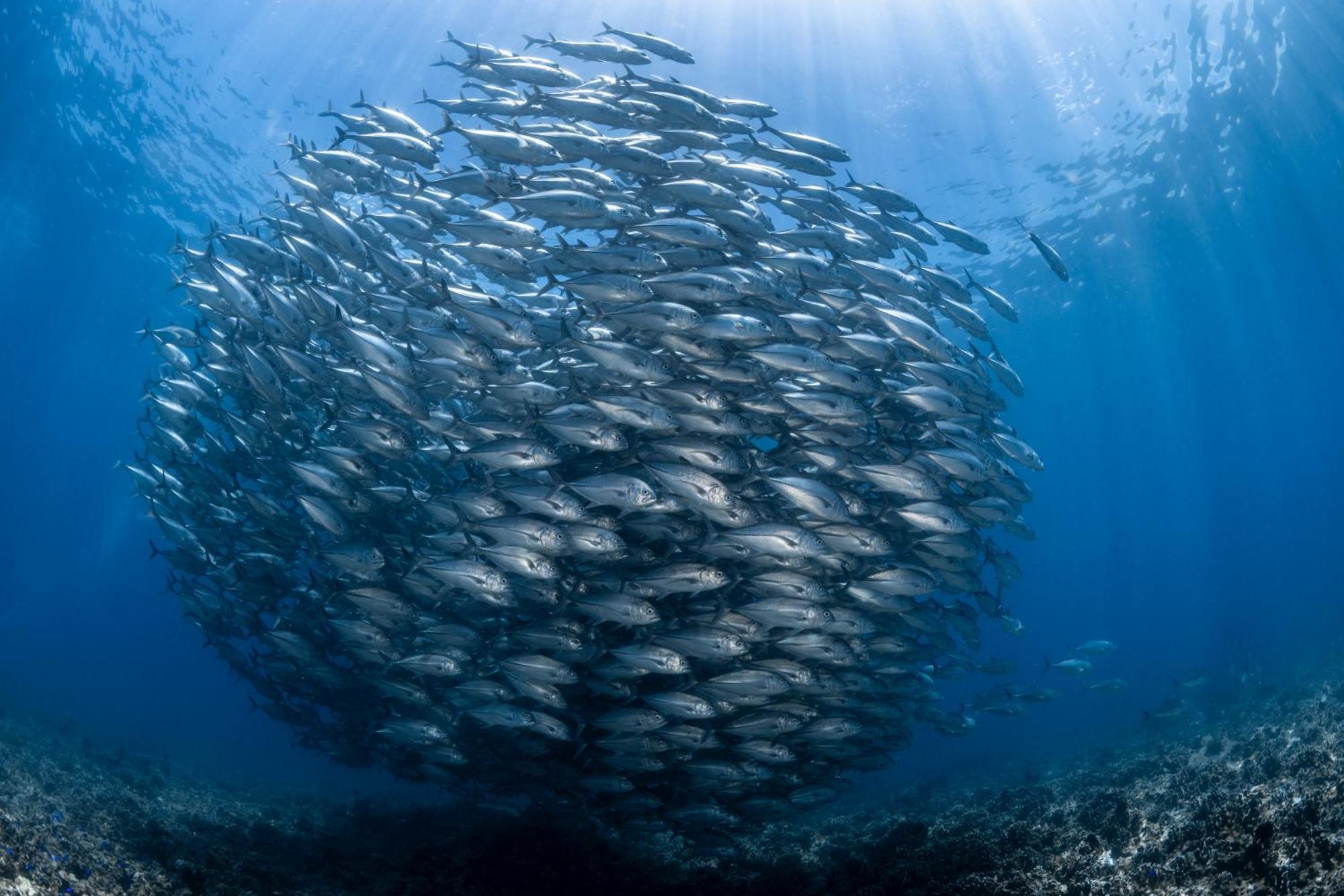 Emoha Dive Resort Santander Zewnętrze zdjęcie