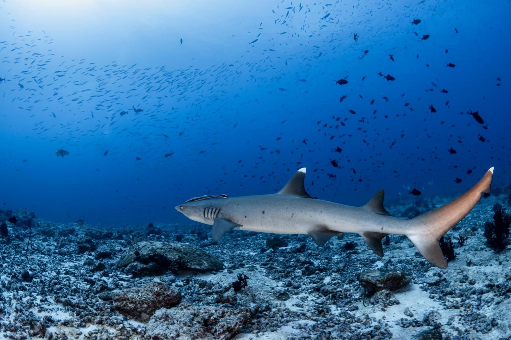 Emoha Dive Resort Santander Zewnętrze zdjęcie