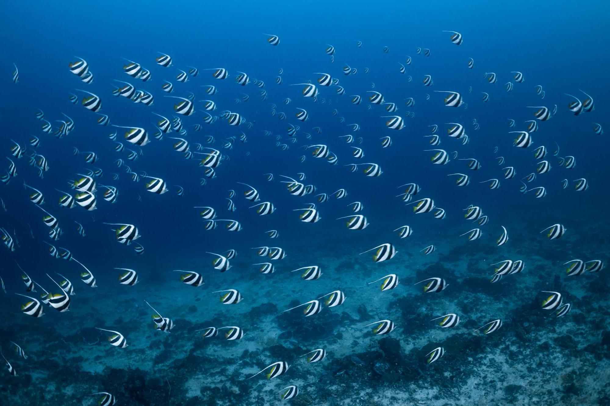 Emoha Dive Resort Santander Zewnętrze zdjęcie